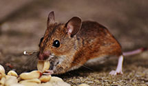 24 Hour & Emergency Exterminators in Edmon, PA